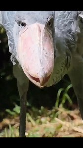 1.2M views · 10K reactions | Shoebill bird | Facts by M | Facebook