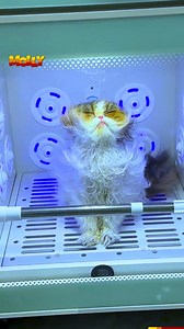 1M views · 10K reactions | These cats are not silly, they are limited edition❤ | Molly | Facebook