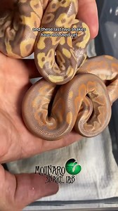 2M views · 24K reactions | Hatching Ball Pythons! #reels #snake #reptiles #animals #fblifestyle | The Molinaro Snake Lab | Facebook