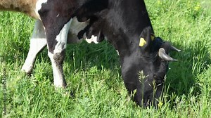 Kholmogorsk cow with an identification chip grazes on a picturesque green meadow, epitomizing a harmonious combination of traditional agriculture and the latest technologies