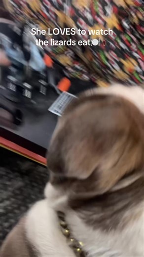 Bubbles favorite past time 🥰😍