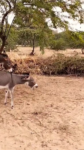 evil donkey happy life animals #donkeys #donkeykong #donkey #horse #beautiful #animallover #beach #travel #beachday #foryou #animals #bigdonkey #jungel #Donkey #Village #animal #animals #nature #pet #cute #wildlife #love #dog #pets #photography #cat #cats #naturephotography #instagram #photooftheday #dogs #animallovers #instagood #wildlifephotography #art #animalphotography #of #dogsofinstagram #petstagram #bird #catsofinstagram #puppy #birds #animalsofinstagram | Donkeyslife