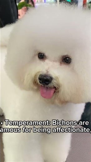 The Bischon Frise #hernandogworldtv #dogs #animals