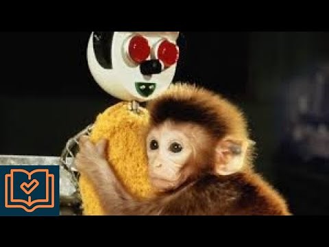 WORLDs most famous EXPERIMENT about Mother's LOVE | Harry Harlow monkey experiment|Attachment theory