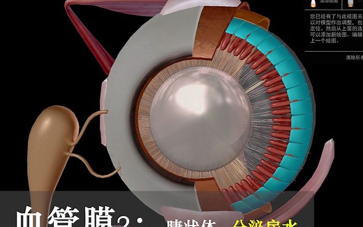 【人解三分钟】眼的3D结构：角膜巩膜晶状体睫状体，一层一层看个球~