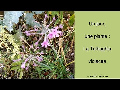 Un jour, une plante : le Tulbaghia violacea #permaculture