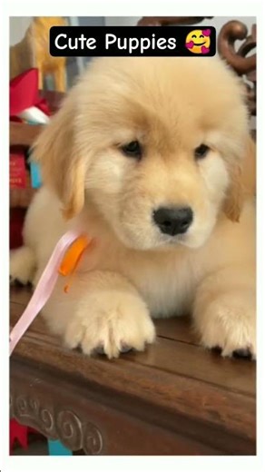 Cute Puppies