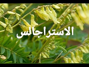 فوائد الاستراجالس العلاجية youtube