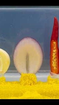 Slime Molds: Onion, Garlic & Chili Test 黏菌吃不吃洋葱、大蒜和辣椒