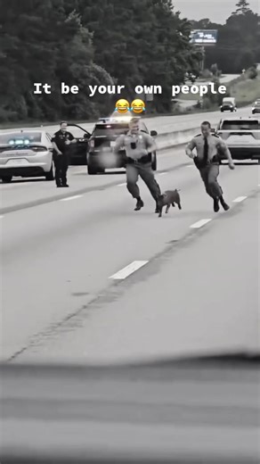 Humorous Dashcam Moment with Pigs and Cops