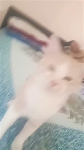 yayy new cats perison#ytshorts#cute