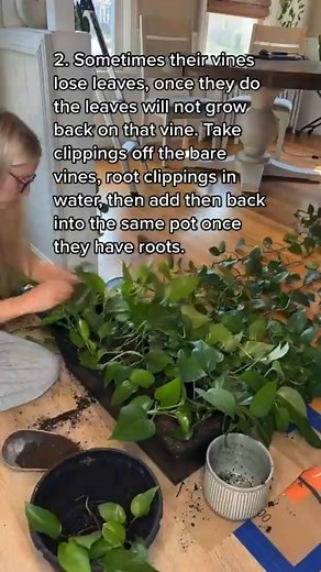 Steps to grow pothos | India Gardening