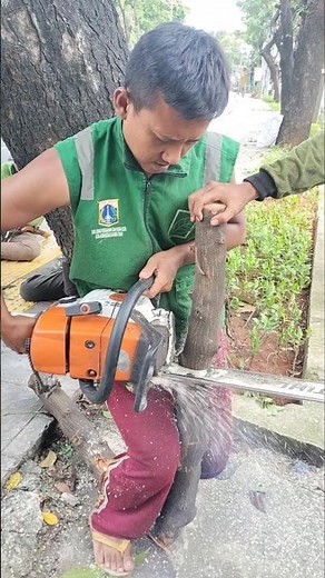 Woodworking project firewood cutting techniques #shortvideo #treecutting #chainsaw