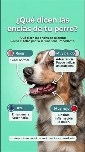 ¿Qué Dicen las Encías de tu Perro? Señales que No Debes Ignorar