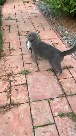 260K views · 2.6K reactions | Mom cat voice on Reels | Facebook