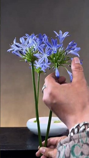 Tutorial For Placing Two Clusters Of Agapanthus Flowers In A Pot #floral #flowerdesign