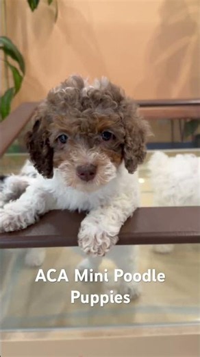 The Miniature Poodle: Elegance, Intelligence, and Love in One Adorable Package!