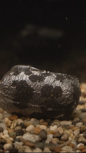 276 reactions · 19 shares | 勞 WATCH TILL THE END – NOW THAT'S A BITE!...