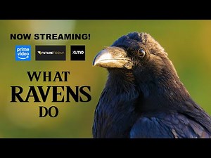 What Ravens Do is now streaming!