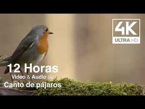 Canto de los pájaros 4K - 12 horas de sonidos naturales de los pájaros cantando
