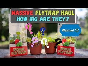 Walmart Venus Fly Trap Haul - HUGE Venus Flytraps From Big Box Store - MUST SEE