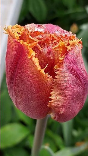 Coral Tulip Close-Up with Dew Drops 🌷 #gardeninspiration #springflowers #flowers
