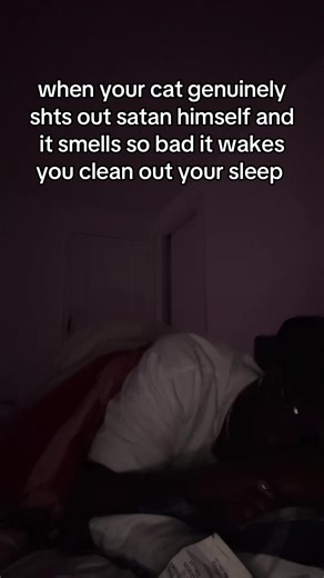 yea bra this litter box boutta be in the garage son #cat #nyc | boba litter