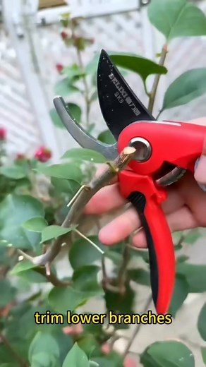 246K views · 2.4K reactions | Proper pruning of bougainvillea. | Ramos Mark | Facebook