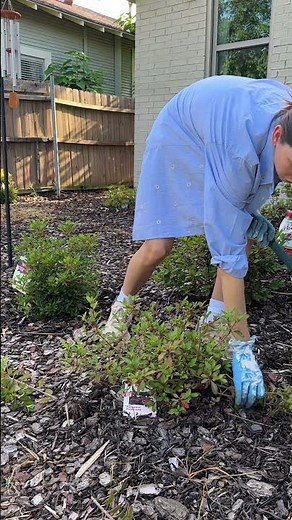 Need to prune your Encore Azaleas? ✂️ Now’s the time!