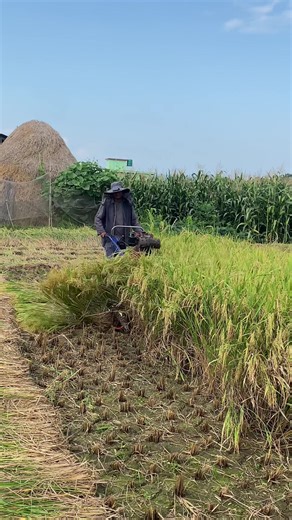 Rice Reaper Machine: Efficient Harvesting Solution
