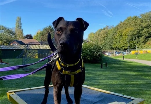 15 adorable puppies and dogs at Dogs Trust Merseyside looking for forever homes in Liverpool