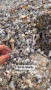286K views · 948 reactions | What’s your birth shell? Mine’s a junonia, the one I haven’t found yet. Sorry to July birthdays for the sad looking lions paw lol hoping for a good one soon! #birthshells #seashells #shelling #floridaseashells | Let's Go Shelling | Facebook