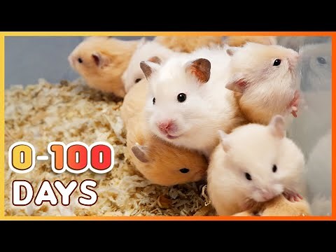 Learn How Baby Hamsters Grow: 0-100 Days!
