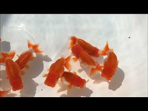 宇野系宇田川らんちゅう New Type