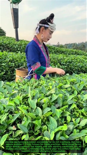 Is Chinese Tea Farming Fair Trade?#satisfying