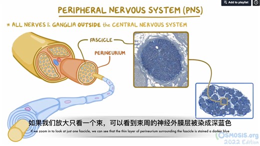 【osmosis】外周神经系统组织学｜Peripheral nervous system histology