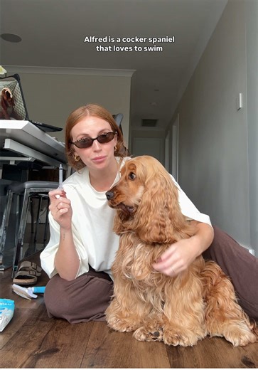 Essential Ear Care Tips for Cocker Spaniels