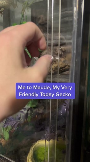 Meet Maude: The Friendliest Tokay Gecko Ever!