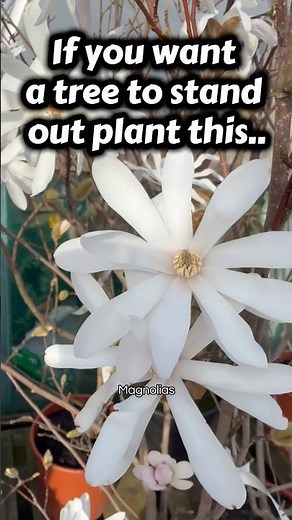 The Best White Flowering Tree For Spring