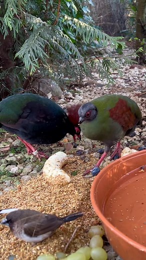 Roul Roul: Crested Partridge in Aviary Settings