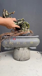 Making Bonsai on Rocks, The Rock Shapes Are Very Beautiful and Have Character #trees #beauty #bonsai #garden #art #world #hobby #plants #unique #beautiful | Vigi Bonsai