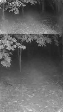 10 17 2025 Just After Sunset Trail Cam Neighborhood Cats at Dusk #naturerelaxing