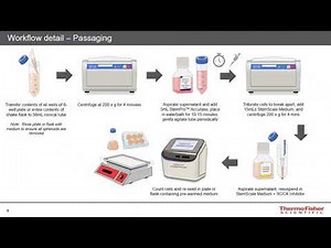 Differentiation of iPSCs in 3D: Leveraging suspension cultures for scale and efficiency