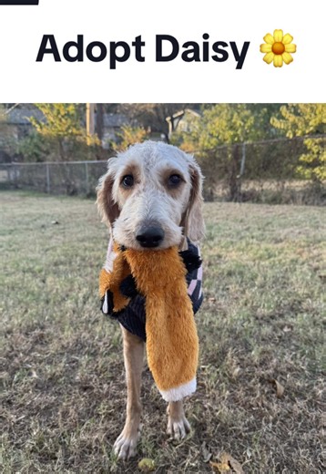 Application can be found on our Insta story 💛🫶🏼 #adopt #tulsaoklahoma #daisy #goldendoodle #rescuedog