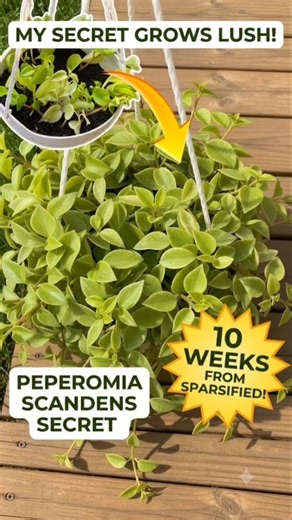 How to make your Peperomia scandens ultra-bushy! 🌿✨