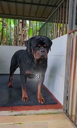Traits Rottweiler Share With Their Best Friend