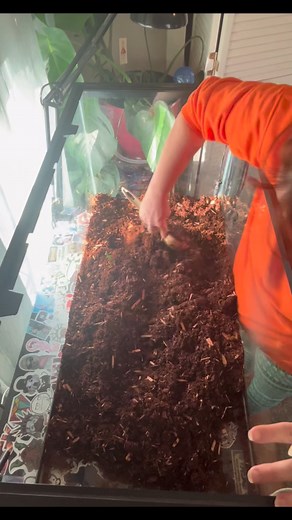 🐍✨ Tank Deep Clean Time! Fresh substrate, sanitized décor, sparkling water bowl—your snake’s habitat reset for health & comfort. #SnakeCare #ReptileLife #TankClean #HerpKeeper #SnakeLovers #PetCareTips #ReptileCommunity | Timony Couturier