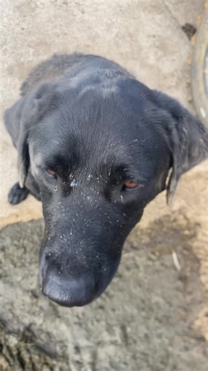 Two Types of Dogs: A Fun Comparison