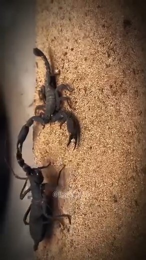 Insect Wars on Instagram: "Vinegaroon vs. Scorpion!🔥😲 #InsectWars #Insects #Arachnid #Nature #Wildlife #amazing #foryou #fypシ゚viral"