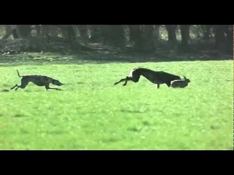 Dogs chasing rabbit : Snatch